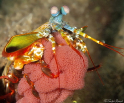 Peacock Mantis shrimp with eggs
Odontodactylus scyllarus... by John Roach 
